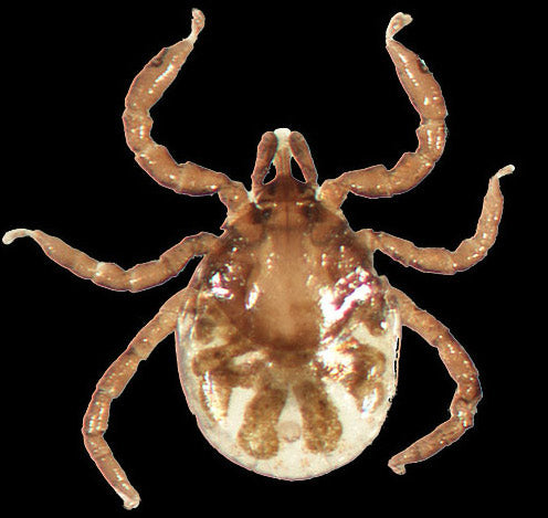 close view of the western blacklegged tick larvae