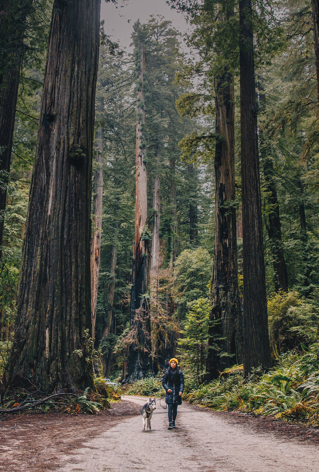 woman walking in the redwoods with her husky wearing the Canyon Pro harness