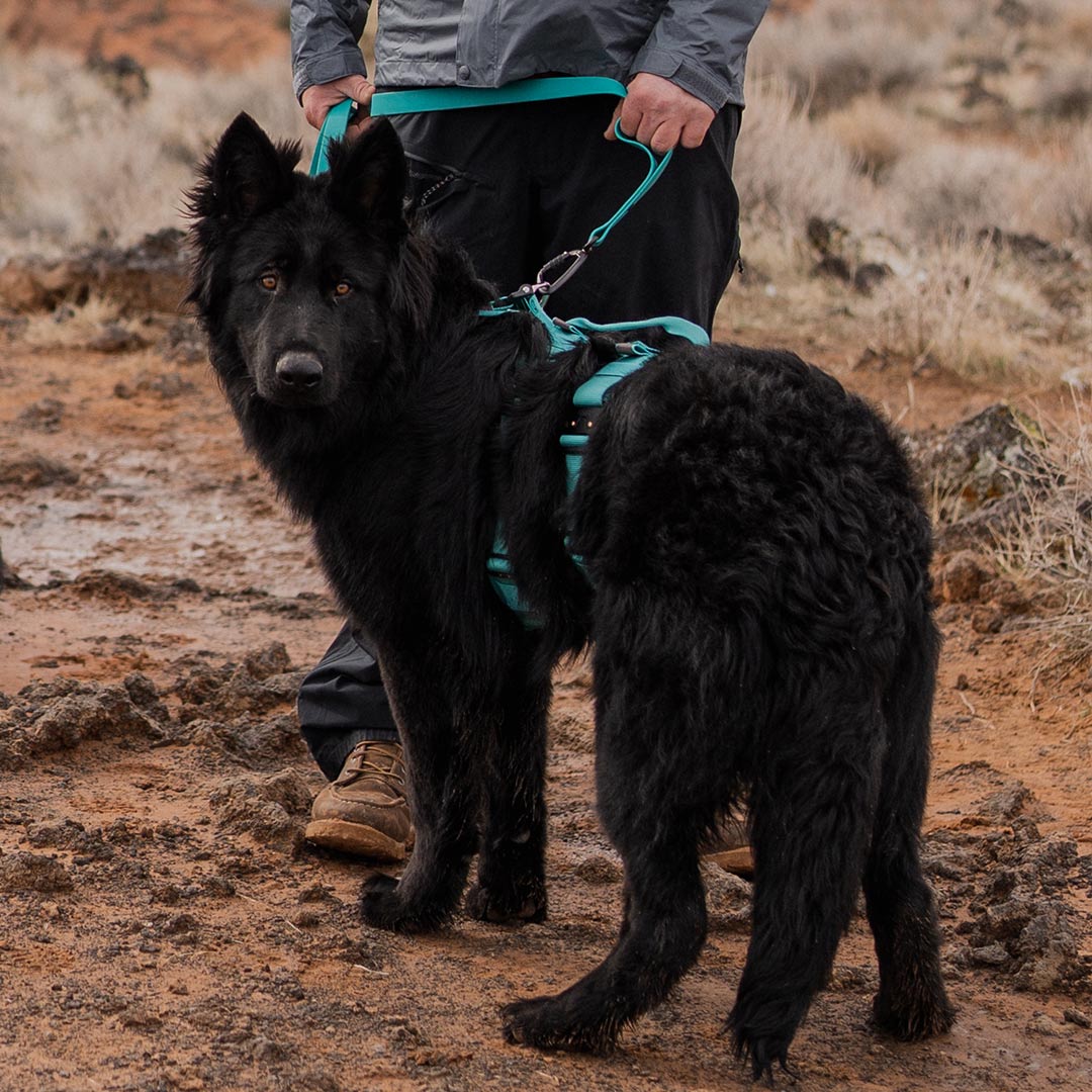 Black gsd wearing the Ascension Extended hanress in Tazer teal in the M-L size